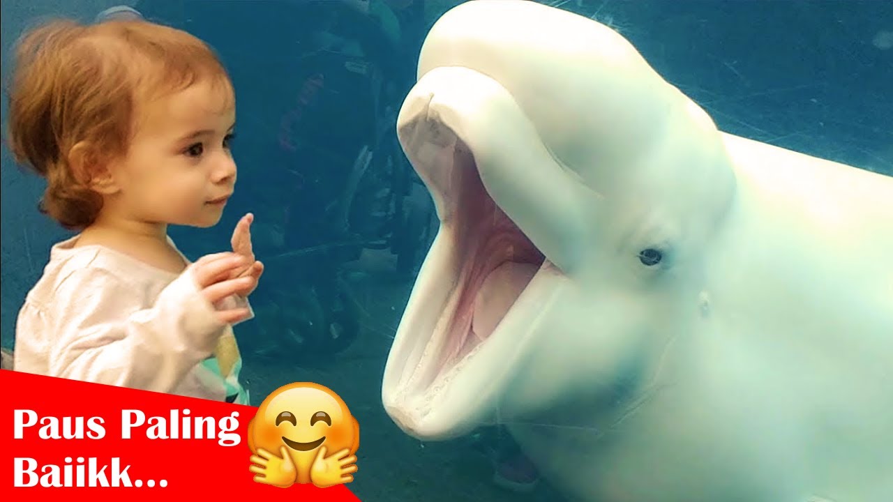 Paus Putih Beluga, Mamalia Cerdas Dan Paling Baik Hati