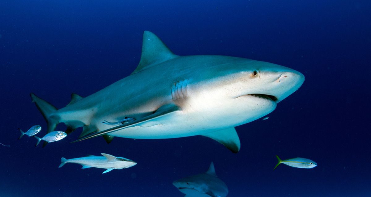 Hiu Serang Peselancar di Australia, NSW Tingkatkan Peringatan