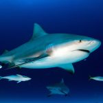 Hiu Serang Peselancar di Australia, NSW Tingkatkan Peringatan