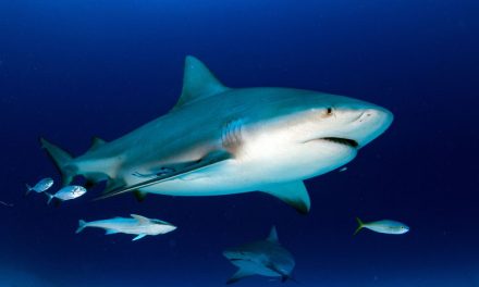 Hiu Serang Peselancar di Australia, NSW Tingkatkan Peringatan