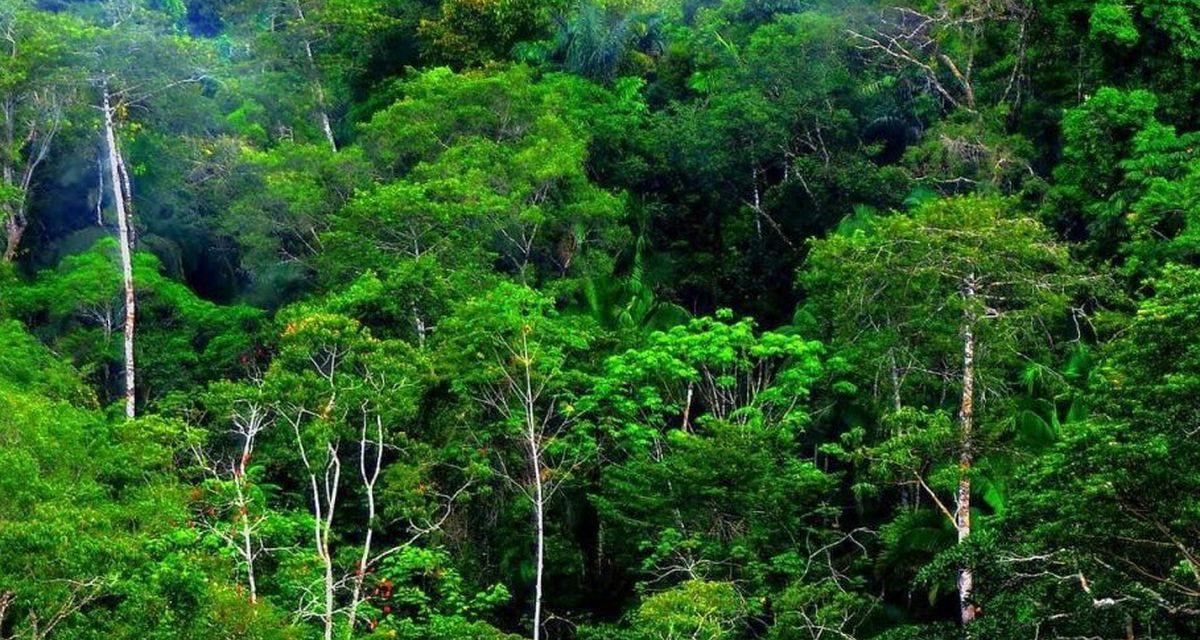 Kemenhut Dukung Kejagung Perkuat Tata Kelola Hutan