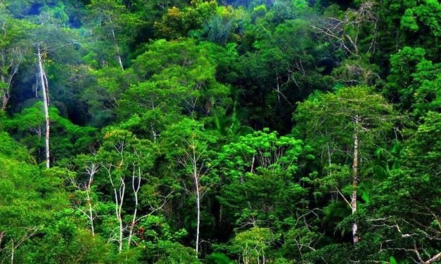 Kemenhut Dukung Kejagung Perkuat Tata Kelola Hutan