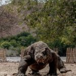 Koordinasi BTNK dan KSOP dalam Penutupan Wisata Komodo