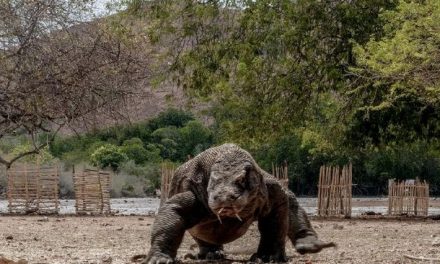 Koordinasi BTNK dan KSOP dalam Penutupan Wisata Komodo