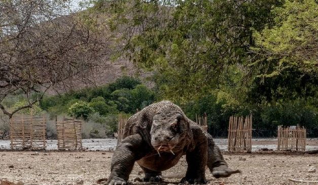 Koordinasi BTNK dan KSOP dalam Penutupan Wisata Komodo