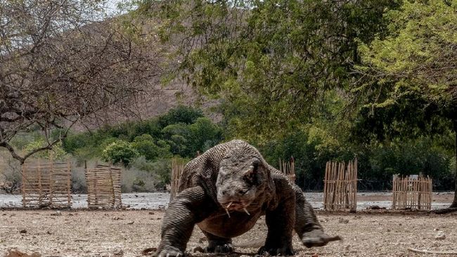Wisata Taman Nasional Komodo ditutup sementara akibat cuaca buruk