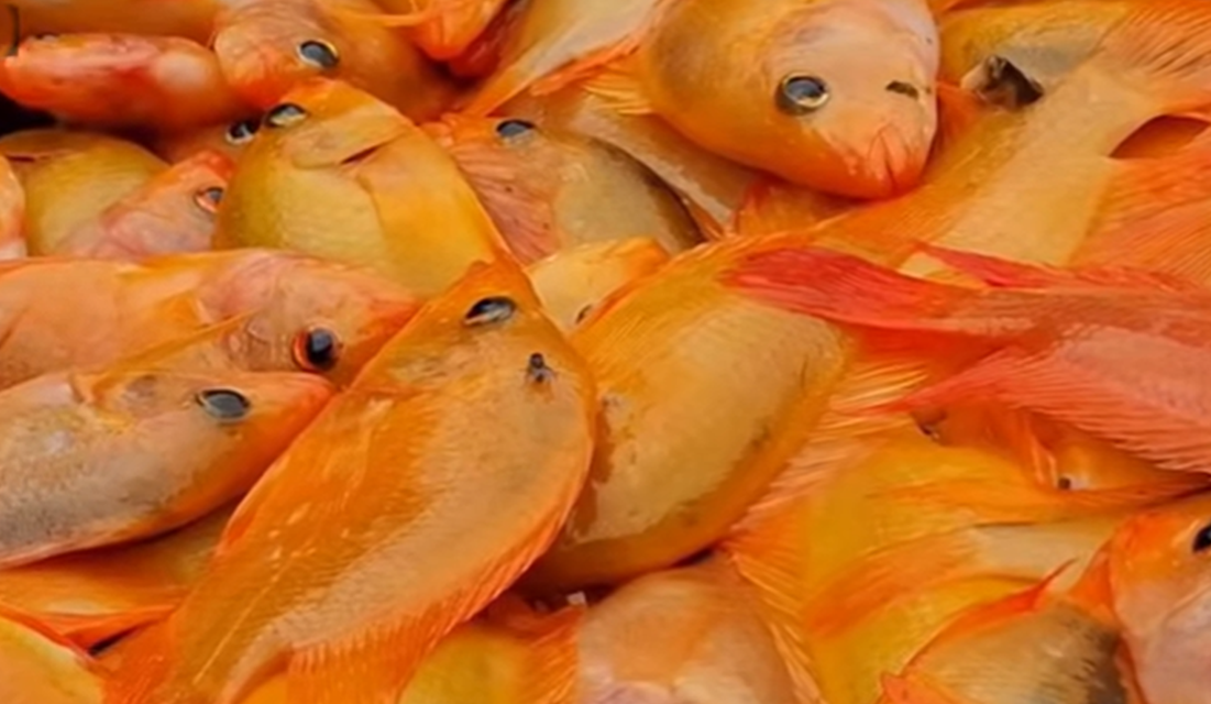 Dua Ton Ikan Red Devil Danau Batur Diolah Jadi Tepung Ikan