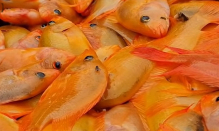 Dua Ton Ikan Red Devil Danau Batur Diolah Jadi Tepung Ikan