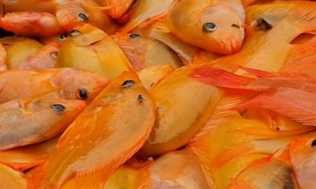 Dua Ton Ikan Red Devil Danau Batur Diolah Jadi Tepung Ikan