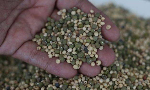 Mi Sorgum Bebas Gluten, Strategi BRIN Perkuat Pangan Nasional