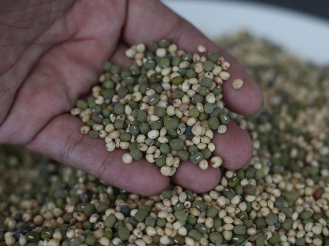 Mi Sorgum Bebas Gluten, Strategi BRIN Perkuat Pangan Nasional