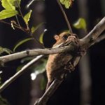 Hutan Digital di Bukit Peramun Tingkatkan Wisata Edukatif