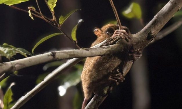 Hutan Digital di Bukit Peramun Tingkatkan Wisata Edukatif