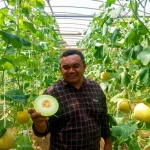 Melon Blitar Tembus Pasar Singapura, Buah Lokal Buktikan Daya Saing Global