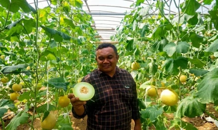 Melon Blitar Tembus Pasar Singapura, Buah Lokal Buktikan Daya Saing Global