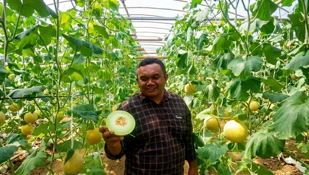 Melon Blitar Tembus Pasar Singapura, Buah Lokal Buktikan Daya Saing Global