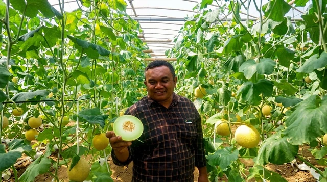 Melon Blitar Tembus Pasar Singapura, Buah Lokal Buktikan Daya Saing Global