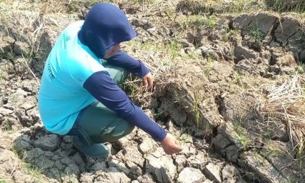 Kekeringan Landa Ratusan Hektare Sawah di Luwu, Petani Tunda Musim Tanam dan Kesulitan Pakan Ternak
