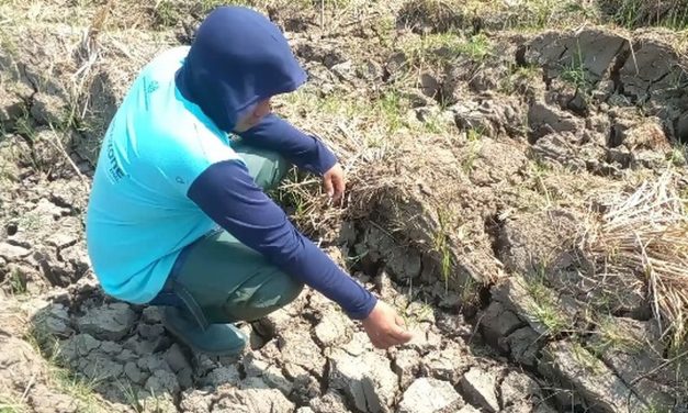Kekeringan Landa Ratusan Hektare Sawah di Luwu, Petani Tunda Musim Tanam dan Kesulitan Pakan Ternak
